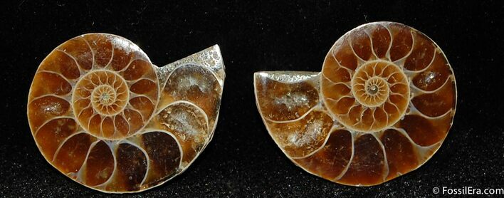 Small Desmoceras Ammonite Pair #412